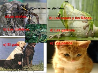 29/10/10
Cuales son los Anfibios
a)Las arañas. b) Los sapos y las Ranas.
b) Las culebras. d) Las gallinas.
e) El gato e) Los perros
 