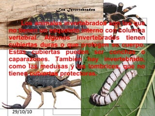 29/10/10
Los Invertebrados
Los animales invertebrados son los que
no tienen un esqueleto interno con columna
vertebral. Algunos invertebrados tienen
cubiertas duras o que protegen su cuerpo.
Estas cubiertas pueden ser conchas o
caparazones. También hay invertebrado,
como las medusas y las lombrices, que no
tienen cubiertas protectoras.
 