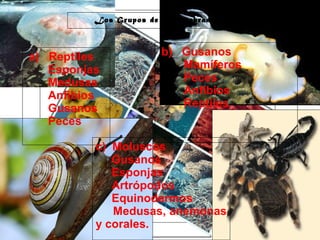 29/10/10
Los Grupos de Invertebrados:
a) Reptiles
Esponjas
Medusas
Anfibios
Gusanos
Peces
b) Gusanos
Mamíferos
Peces
Anfibios
Reptiles
c) Moluscos
Gusanos
Esponjas
Artrópodos
Equinodermos
Medusas, anemonas
y corales.
 