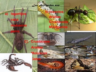 29/10/10
Los Artrópodos son:
a) lagartijos
vaca
moluscos
perro
b) Insectos
Arañas
Crustáceos
Miriápodos
C) Crustáceos
Arañas
Moluscos
Gatos
 