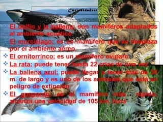 29/10/10
Curiosidades:
 El delfín y la ballena: son mamíferos adaptados
al ambiente acuático.
 El murciélago: es un mamífero que se desplaza
por el ambiente aéreo
 El ornitorrinco: es un mamífero ovíparo
 La rata: puede tener hasta 22 crías de una vez
 La ballena azul: puede llegar a tener más de 30
m. de largo y es uno de los animales que está en
peligro de extinción
 El guepardo: es el mamífero más rápido;
alcanza una velocidad de 105 km. hora
 
