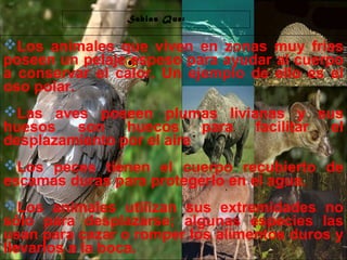 29/10/10
Sabias Que:
Los animales que viven en zonas muy frías
poseen un pelaje espeso para ayudar al cuerpo
a conservar el calor. Un ejemplo de ello es el
oso polar.
Las aves poseen plumas livianas y sus
huesos son huecos para facilitar el
desplazamiento por el aire
Los peces tienen el cuerpo recubierto de
escamas duras para protegerlo en el agua.
Los animales utilizan sus extremidades no
sólo para desplazarse; algunas especies las
usan para cazar o romper los alimentos duros y
llevarlos a la boca.
 
