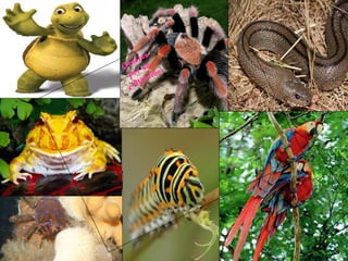 29/10/10
Gracias
por su
A
tención.
 