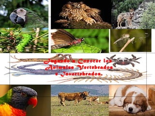 Haga clic para modificar el estilo de subtítulo del patrón
29/10/10
Jugando a Conocer los
Animales Vertebrados
e Invertebrados.
 