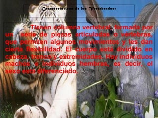 29/10/10
Características de los Vertebrados:
Tienen columna vertebral, formada por
un serie de piezas articuladas o vértebras,
que permiten algunos movimientos y les dan
cierta flexibilidad. El cuerpo está dividido en
cabeza, tronco y extremidades. Hay individuos
machos e individuos hembras, es decir, el
sexo está diferenciado.
 