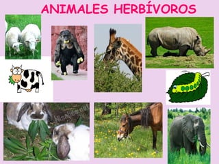 Animales vertebrados e invertebrados cristyna