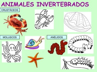 Animales vertebrados e invertebrados cristyna