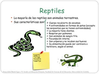 Reptiles
           La mayoría de los reptiles son animales terrestres.
           Sus características son:  Cuerpo recubierto de escamas.
                                                            4 extremidades en formas de patas (excepto
                                                           las serpientes que no tienen extremidades).
                                                            La mayoría tiene dientes.
                                                            Respiran por pulmones.
                                                            Son animales de sangre fría.
                                                            Fecundación interna.
                                                            Son ovíparos y no incuban sus huevos.
                                                            Su alimentación puede ser carnívora o
                                                           herbívora, según el animal.


                                         •Lagarto
                                         •Tortuga
                                         •Cocodrilo
                                         •Lagartija




Inmaculada Marín López.2ºC Grado en Educación Primaria. Facultad de Ciencias de la Educación; Universidad de Córdoba.
 