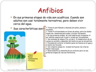 Anfibios
    En sus primeras etapas de vida son acuáticos. Cuando son
       adultos son casi totalmente terrestres, pero deben vivir
       cerca del agua.
    Sus características son:                         Tienen la piel húmeda y desnuda (sin pelos, plumas o
                                                     escamas).
                                                      Tienen 4 extremidades en forma de patas; entre los dedos
                                                     tienen una membrana para nadar y bucear fácilmente.
                                                      En sus primeras etapas de vida respiran por branquias; al
                                                     ser adultos respiran por la piel o incluso por los pulmones.
                                                      Son animales de sangre fría, es decir, la temperatura de su
                                                     cuerpo es variable y dependen del medio en que se encuentren.
                                                      Fecundación externa: la hembra pone los huevos en el agua y
                                                     el macho los fecunda.
                                                      Son ovíparos aunque no incuban los huevos; las crías se
                                                     llaman renacuajos.
                                                      Generalmente su alimentación es carnívora pero en sus
                                                     primeras etapas de vida son herbívoros.
                           •Sapos
                           •Ranas
                           •Salamandras
                           •Tritones




Inmaculada Marín López.2ºC Grado en Educación Primaria. Facultad de Ciencias de la Educación; Universidad de Córdoba.
 