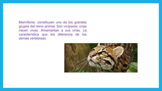 Mamíferos: constituyen uno de los grandes
grupos del reino animal. Son vivíparos; crías
nacen vivas. Amamantan a sus crías. La
característica que los diferencia de los
demás vertebrado
 