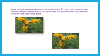 • Aves: animales con cuerpos de forma aerodinámica. El cuerpo se encuentra bien
diferenciado por cabeza, tronco y extremidades. Las extremidades: las anteriores
son alas y las posteriores, patas.
 