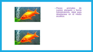 • Peces: animales de
cuerpo alargado y forma
hidrodinámica, ideal para
desplazase en el medio
acuático.
 