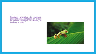 Reptiles: animales de cuerpos,
generalmente, alargados en el que
se puede distinguir la cabeza, el
tronco y la cola.
 