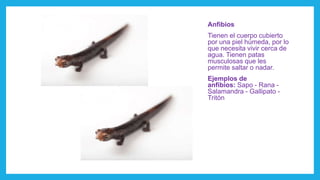 Anfibios
Tienen el cuerpo cubierto
por una piel húmeda, por lo
que necesita vivir cerca de
agua. Tienen patas
musculosas que les
permite saltar o nadar.
Ejemplos de
anfibios: Sapo - Rana -
Salamandra - Gallipato -
Tritón
 