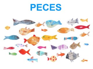 PECES
 