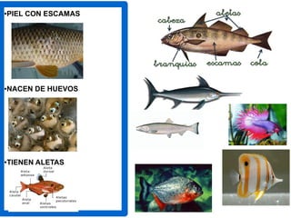 ●PIEL CON ESCAMAS
●NACEN DE HUEVOS
●TIENEN ALETAS
 