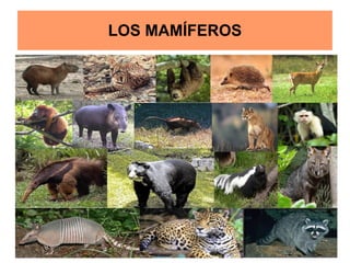 LOS MAMÍFEROS
 