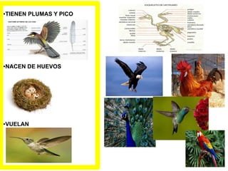 ●TIENEN PLUMAS Y PICO
●NACEN DE HUEVOS
●VUELAN
 