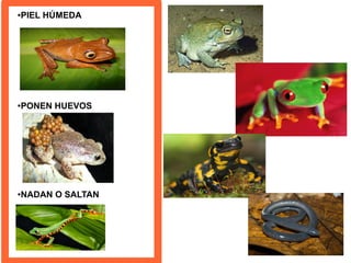 ●PIEL HÚMEDA
●PONEN HUEVOS
●NADAN O SALTAN
 