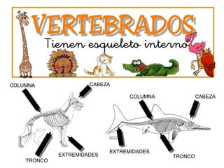 CABEZACABEZA
CABEZACABEZA
COLUMNACOLUMNA
COLUMNACOLUMNA
TRONCOTRONCO
TRONCOTRONCOEXTREMIDADESEXTREMIDADES
EXTREMIDADESEXTREMIDADES
 