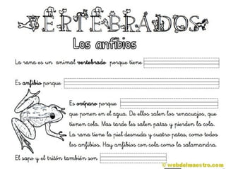Animales Vertebrados