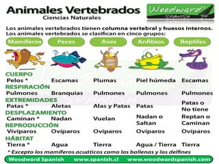 Animales Vertebrados