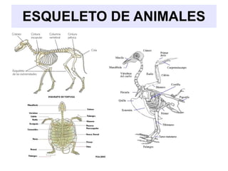 ESQUELETO DE ANIMALES
 
