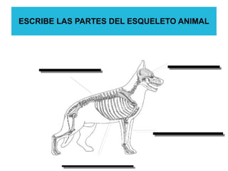 ESCRIBE LAS PARTES DEL ESQUELETO ANIMAL
 
