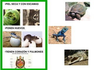 ●PIEL SECA Y CON ESCAMAS
●PONEN HUEVOS
●TIENEN CORAZÓN Y PULMONES
 