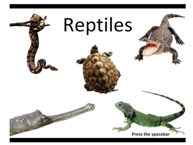 Animales Vertebrados