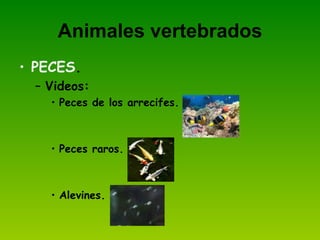 Animales vertebrados