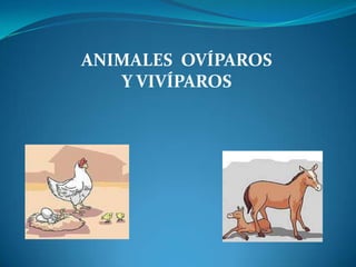 ANIMALES OVÍPAROS
   Y VIVÍPAROS
 