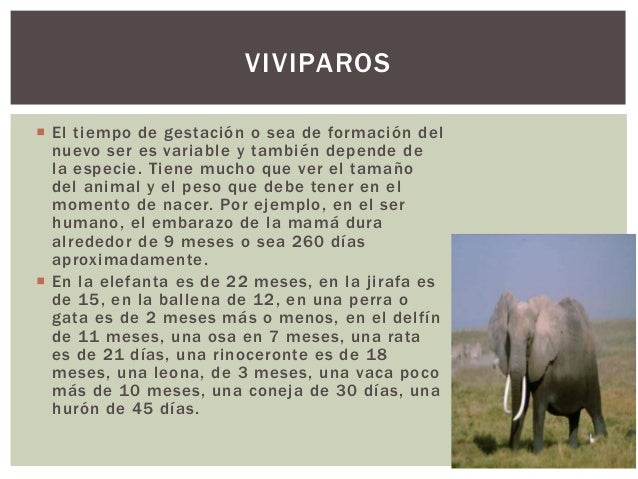 Animales vivíparos, ovíparos y ovovíparos
