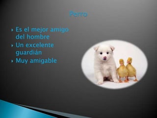  Es el mejor amigo
del hombre
Un excelente
guardián
Muy amigable