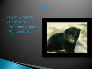  Es muy fuerte
Carnívoro
Son muy grandes
Tienen Garras