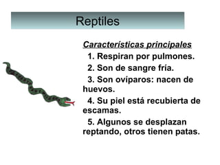 ReptilesReptiles
Características principales
  1. Respiran por pulmones.
  2. Son de sangre fría.
  3. Son ovíparos: nacen de 
huevos.
  4. Su piel está recubierta de 
escamas.
  5. Algunos se desplazan 
reptando, otros tienen patas.
 