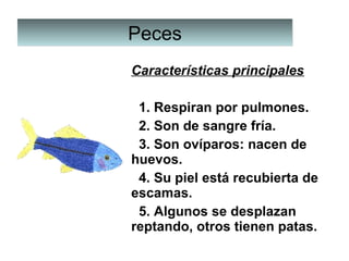 PecesPeces
Características principales
  1. Respiran por pulmones.
  2. Son de sangre fría.
  3. Son ovíparos: nacen de 
huevos.
  4. Su piel está recubierta de 
escamas.
  5. Algunos se desplazan 
reptando, otros tienen patas.
 