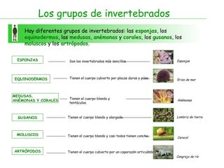 Los grupos de invertebrados
Hay diferentes grupos de invertebrados: las esponjas, los
equinodermos, las medusas, anémonas y corales, los gusanos, los
moluscos y los artrópodos.
ESPONJAS Son los invertebrados más sencillos. Esponjas
EQUINODERMOS Tienen el cuerpo cubierto por placas duras y púas. Erizo de mar
MEDUSAS,
ANÉMONAS Y CORALES
Tienen el cuerpo blando y
tentáculos.
Anémonas
GUSANOS Tienen el cuerpo blando y alargado. Lombriz de tierra
MOLUSCOS Tienen el cuerpo blando y casi todos tienen concha. Caracol
ARTRÓPODOS Tienen el cuerpo cubierto por un caparazón articulado.
Cangrejo de río
 