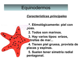 EquinodermosEquinodermos
Características principales
  1. Etimológicamente: piel con 
púas.
  2. Todos son marinos.
  3. Hay varios tipos: erizos, 
estrellas de mar...
  4. Tienen piel gruesa, provista de 
placas y espinas.
  5. Suelen tener simetría radial 
pentagonal.
 