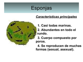 EsponjasEsponjas
Características principales
  1. Casi todas marinas.
  2. Abundantes en todo el 
mundo.
  3. Cuerpo compuesto por 
poros.
  4. Se reproducen de muchas 
formas (sexual, asexual).
 