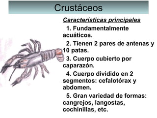 CrustáceosCrustáceos
Características principales
  1. Fundamentalmente 
acuáticos.
  2. Tienen 2 pares de antenas y 
10 patas.
  3. Cuerpo cubierto por 
caparazón.
  4. Cuerpo dividido en 2 
segmentos: cefalotórax y 
abdomen.
  5. Gran variedad de formas: 
cangrejos, langostas, 
cochinillas, etc.
 