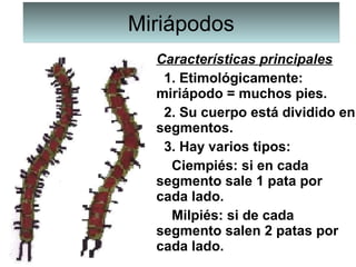 MiriápodosMiriápodos
Características principales
  1. Etimológicamente: 
miriápodo = muchos pies.
  2. Su cuerpo está dividido en 
segmentos.
  3. Hay varios tipos:
    Ciempiés: si en cada 
segmento sale 1 pata por 
cada lado.
    Milpiés: si de cada 
segmento salen 2 patas por 
cada lado.
 