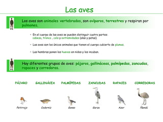 Las aves
Los aves son animales vertebrados, son ovíparos, terrestres y respiran por
pulmones.
• En el cuerpo de las aves se pueden distinguir cuatro partes:
cabeza, tronco , cola y extremidades (alas y patas).
• Las aves son los únicos animales que tienen el cuerpo cubierto de plumas.
Hay diferentes grupos de aves: pájaros, gallináceas, palmípedas, zancudas,
rapaces y corredoras.
• Las hembras ponen los huevos en nidos y los incuban.
PÁJARO
Petirrojo
GALLINÁCEA
Codorniz
PALMÍPEDAS
Ganso
ZANCUDAS
Garza
RAPACES
Azor
CORREDORAS
Ñandú
 
