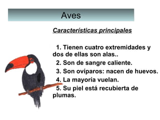 AvesAves
Características principales
  1. Tienen cuatro extremidades y 
dos de ellas son alas..
  2. Son de sangre caliente.
  3. Son ovíparos: nacen de huevos.
  4. La mayoría vuelan.
  5. Su piel está recubierta de 
plumas.
 