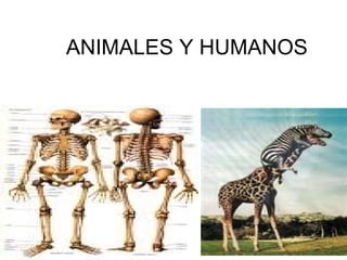 ANIMALES Y HUMANOS
k
 