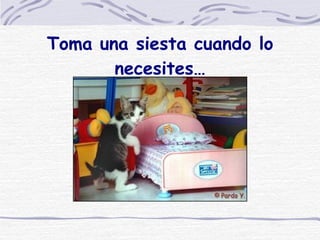 Toma una siesta cuando lo necesites… 
