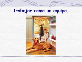 trabajar como un equipo. 