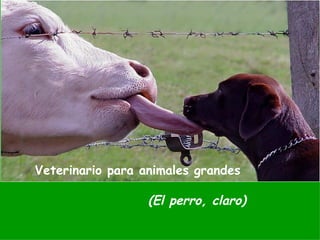 Veterinario para animales grandes (El perro, claro)