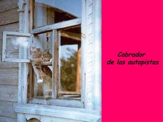 Cobrador  de las autopistas 