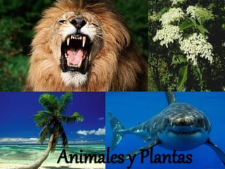 Animales y Plantas
 